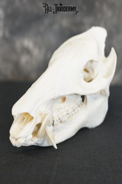 Javelina Skull taxidermy mount SKU 2336