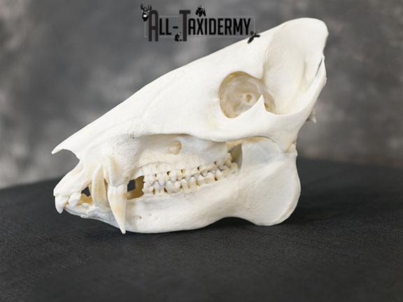 Javelina Skull taxidermy mount SKU 2336 - Image 2