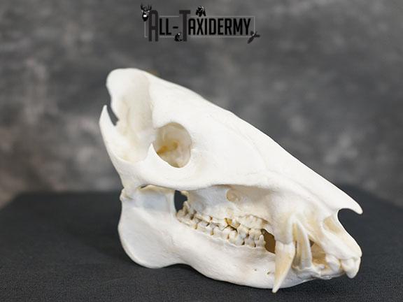 Javelina Skull taxidermy mount SKU 2336 - Image 5