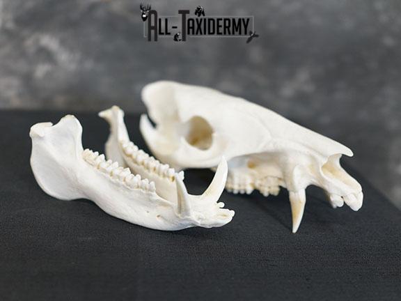 Javelina Skull taxidermy mount SKU 2336 - Image 4