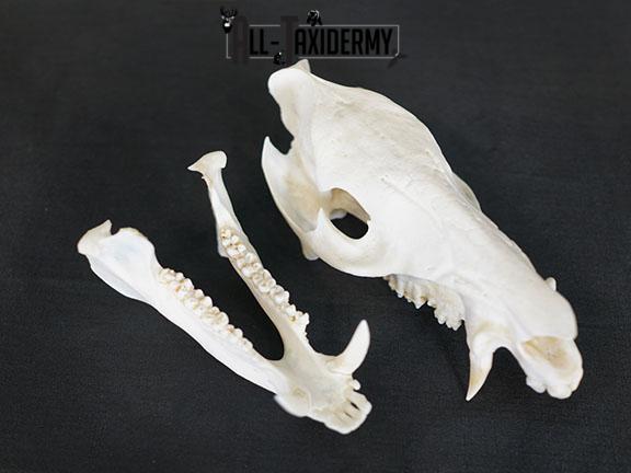 Javelina Skull taxidermy mount SKU 2336 - Image 3