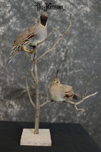Pair of Gambel Quails