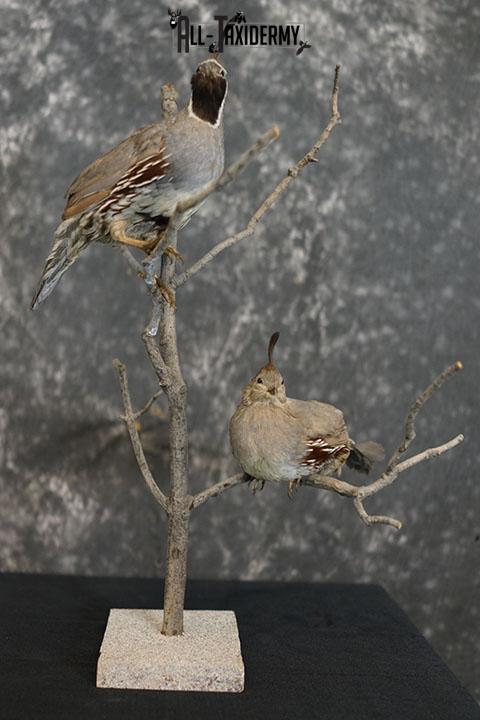Pair of Gambel Quails
