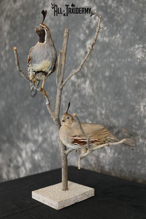 Pair of Gambel quails taxidermy mount SKU 2335 - Image 2