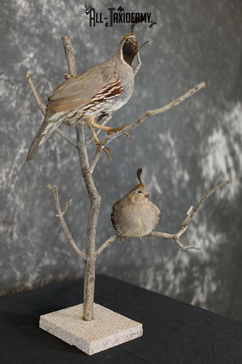 Pair of Gambel quails taxidermy mount SKU 2335 - Image 5