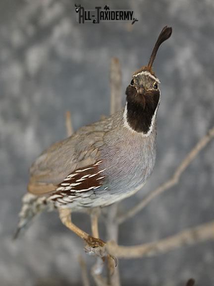 Pair of Gambel quails taxidermy mount SKU 2335 - Image 4