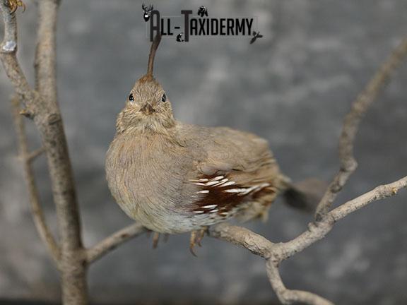 Pair of Gambel quails taxidermy mount SKU 2335 - Image 3