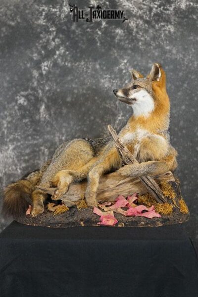 Full body gray fox taxidermy mount SKU 2332