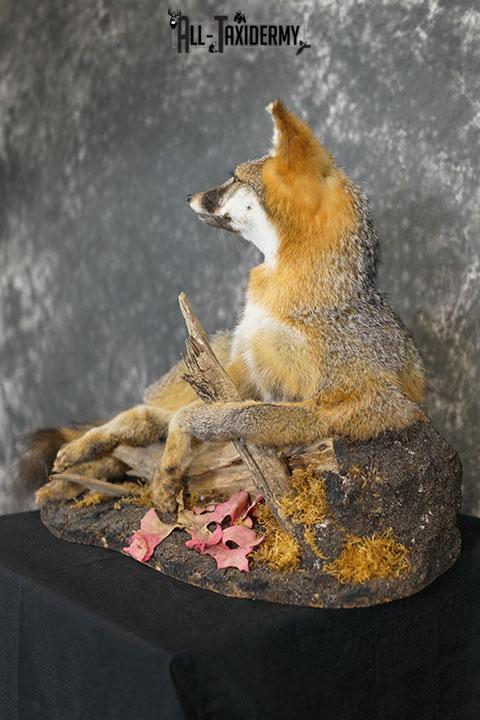 Full body gray fox taxidermy mount SKU 2332 - Image 2