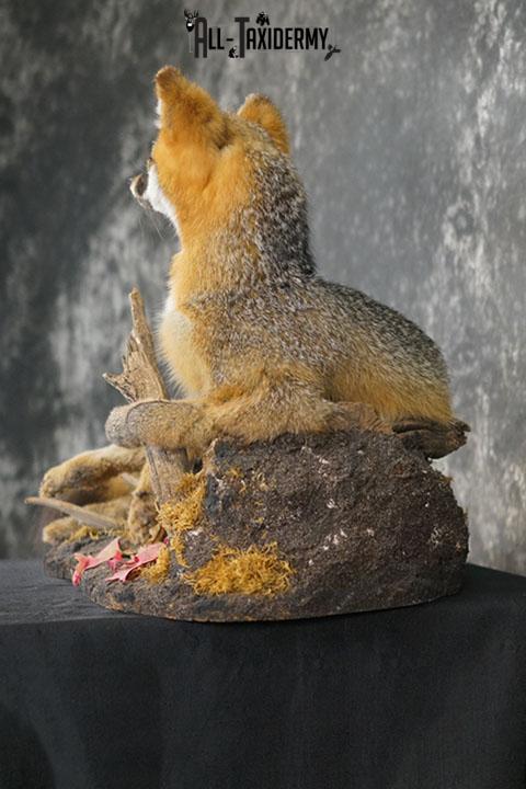 Full body gray fox taxidermy mount SKU 2332 - Image 7