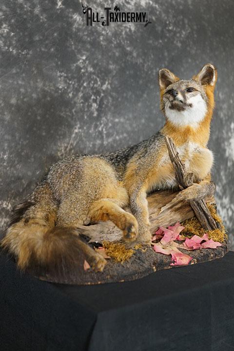 Full body gray fox taxidermy mount SKU 2332 - Image 6