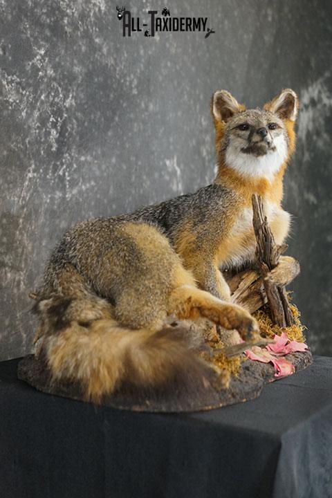Full body gray fox taxidermy mount SKU 2332 - Image 5