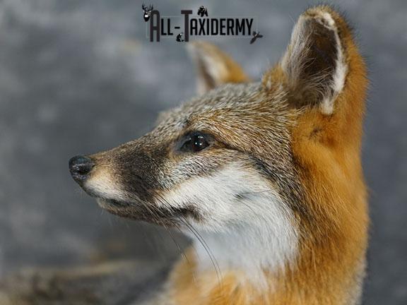 Full body gray fox taxidermy mount SKU 2332 - Image 4