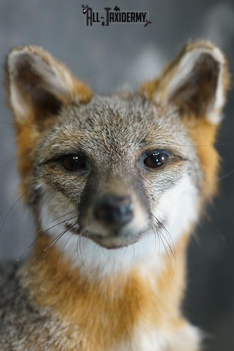 Full body gray fox taxidermy mount SKU 2332 - Image 3