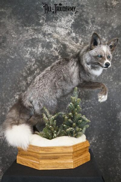 Blue Silver fox taxidermy mount SKU 2327