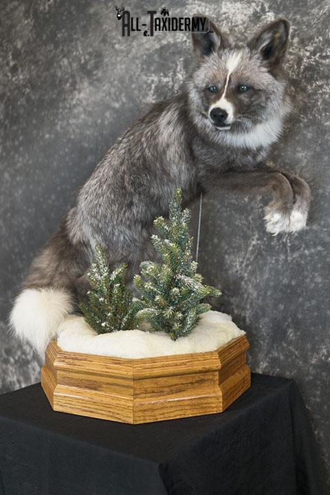 Blue Silver fox taxidermy mount SKU 2327 - Image 8