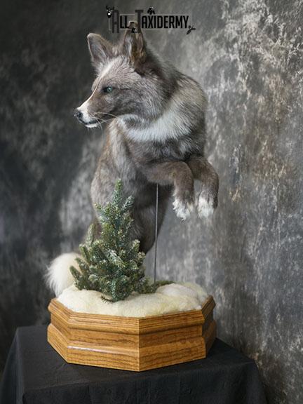Blue Silver fox taxidermy mount SKU 2327 - Image 7