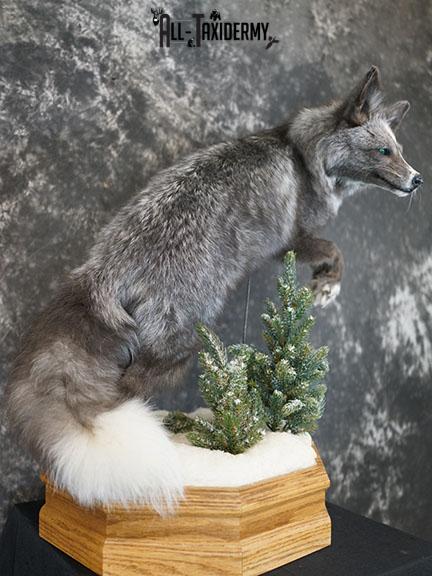Blue Silver fox taxidermy mount SKU 2327 - Image 6