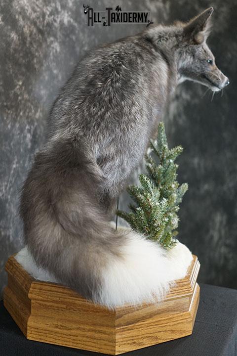 Blue Silver fox taxidermy mount SKU 2327 - Image 5