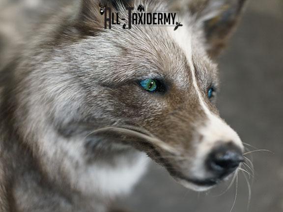Blue Silver fox taxidermy mount SKU 2327 - Image 4