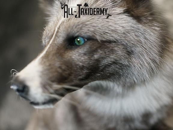 Blue Silver fox taxidermy mount SKU 2327 - Image 3