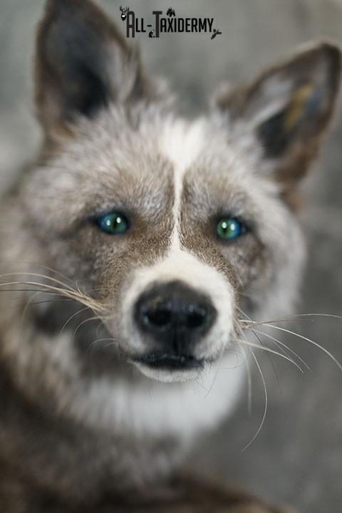 Blue Silver fox taxidermy mount SKU 2327 - Image 2