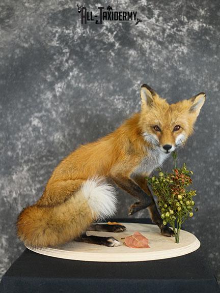Red fox taxidermy mount SKU 2326
