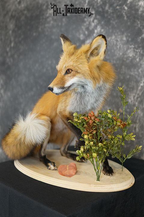 Red fox taxidermy mount SKU 2326 - Image 2