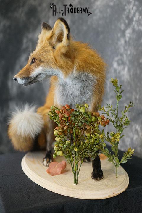 Red Fox Taxidermy