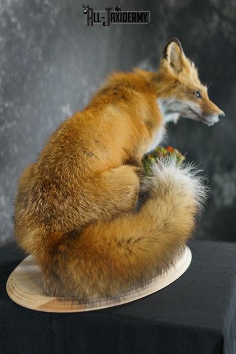 Red fox taxidermy mount SKU 2326 - Image 5