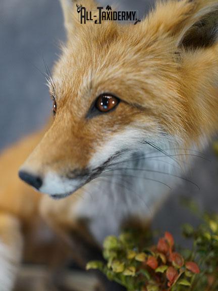 Red fox taxidermy mount SKU 2326 - Image 4