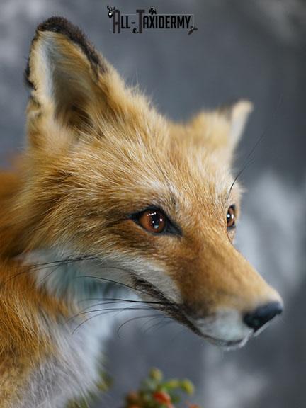 Red fox taxidermy mount SKU 2326 - Image 3