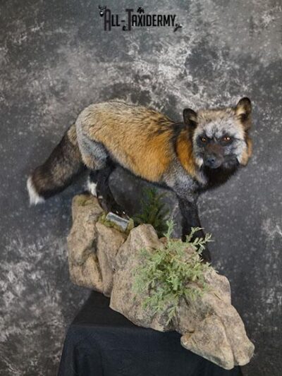 Cross fox taxidermy mount SKU 2325