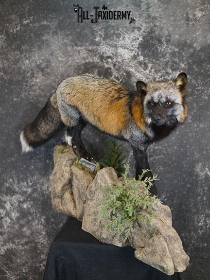 Cross fox taxidermy mount SKU 2325