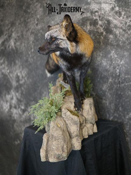 Cross fox taxidermy mount SKU 2325 - Image 9