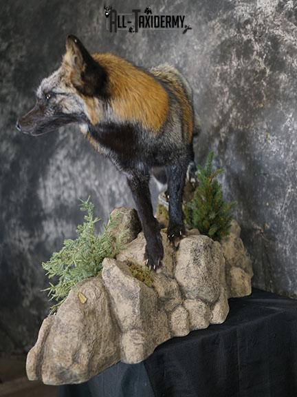 Cross fox taxidermy mount SKU 2325 - Image 8