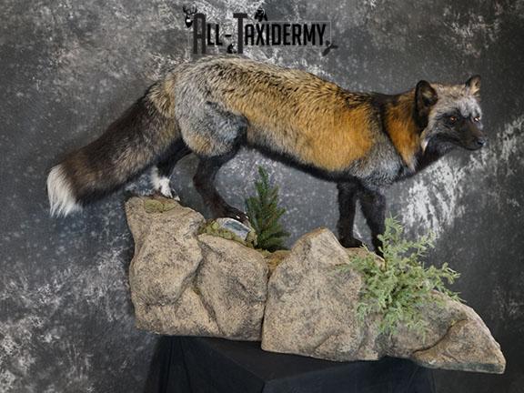 Cross fox taxidermy mount SKU 2325 - Image 7