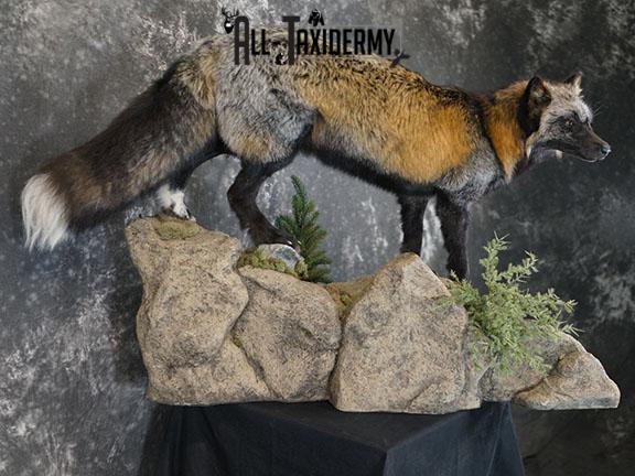 Cross fox taxidermy mount SKU 2325 - Image 6