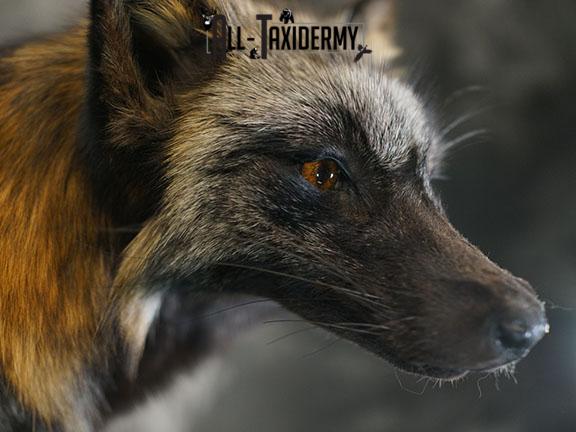 Cross fox taxidermy mount SKU 2325 - Image 5