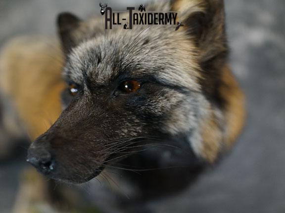 Cross fox taxidermy mount SKU 2325 - Image 4