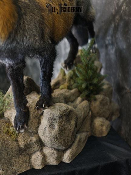 Cross fox taxidermy mount SKU 2325 - Image 3