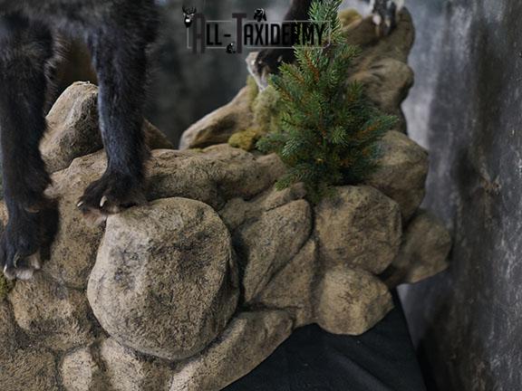 Cross fox taxidermy mount SKU 2325 - Image 2