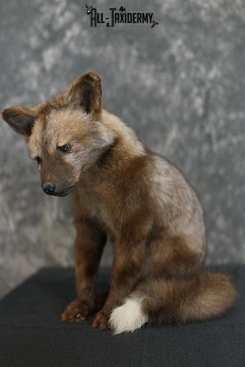 Brown cross baby fox taxidermy mount SKU 2323