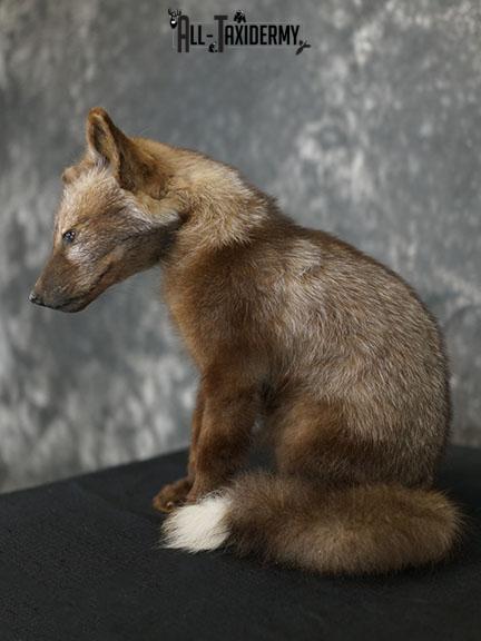 Brown cross baby fox taxidermy mount SKU 2323 - Image 2