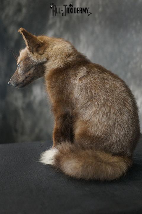 Brown cross baby fox taxidermy mount SKU 2323 - Image 5