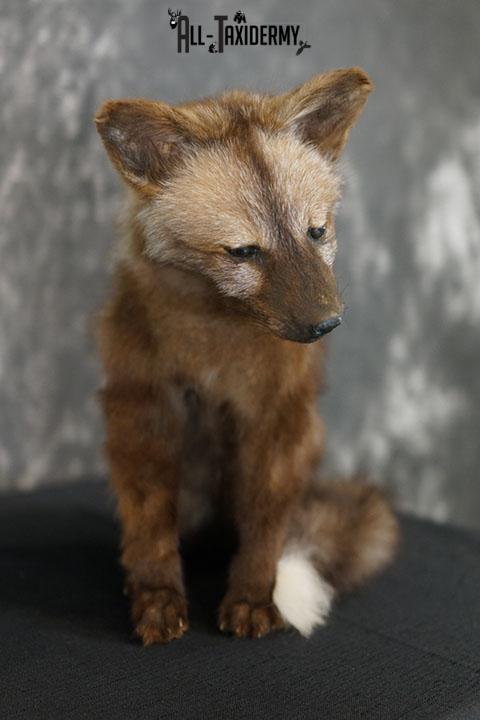 Brown cross baby fox taxidermy mount SKU 2323 - Image 4