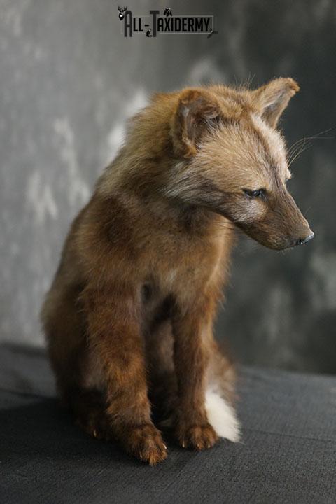 Brown cross baby fox taxidermy mount SKU 2323 - Image 3