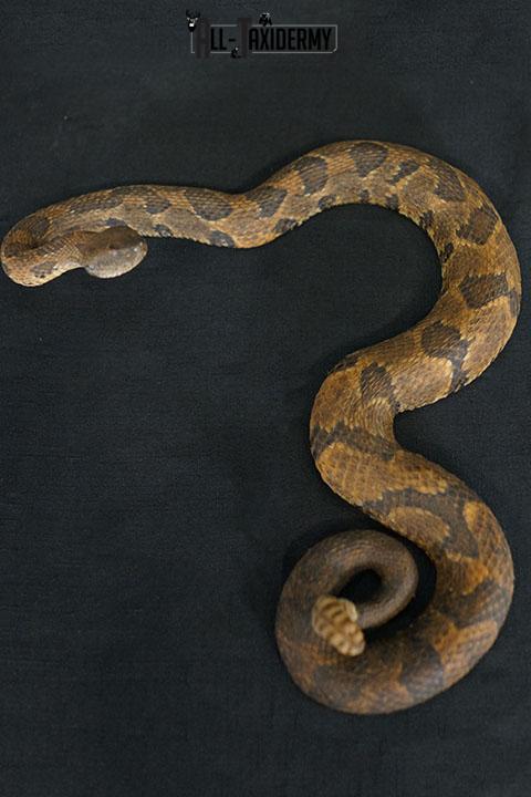 Timber rattlesnake taxidermy mount SKU 2320