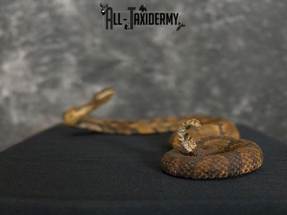 Timber rattlesnake taxidermy mount SKU 2320 - Image 2