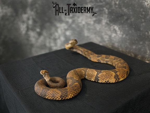 Timber rattlesnake taxidermy mount SKU 2320 - Image 6